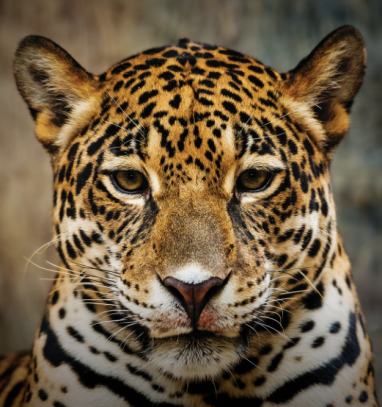 DOCUMENTARY ON AMUR LEOPARD WINS GRAND PRIX AT TO SAVE AND PRESERVE INTERNATIONAL ECOLOGICAL TELEVISION FESTIVAL